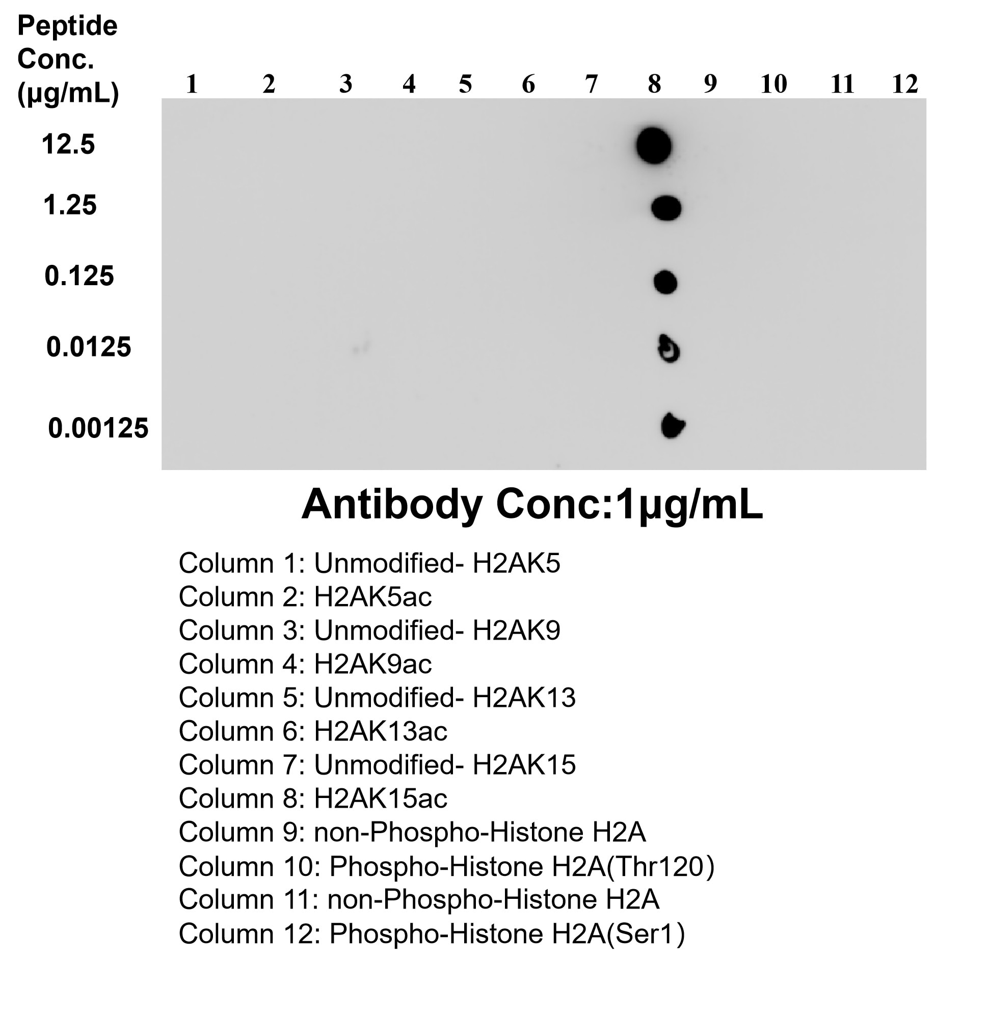 Dot blot analysis was used to confirm the specificity of 83041-6-RR Acetyl-Histone H2A (Lys15) antibody. peptides were spotted onto NC and probed with antibody at 1 µg/ml.The amount of peptide (μg/mL) spotted is indicated next to each row. This data was developed using the same antibody clone with 83041-6-PBS in a different storage buffer formulation. Dot Blot experiment of / using Acetyl-Histone H2A (Lys15) Recombinant monoclonal (83041-6-RR)